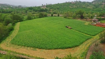 Ordu’da Büyükşehrin tarım makineleri çalışıyor
