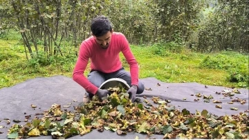 Ordu’da fındık hasat sezonu sonbaharda da devam ediyor
