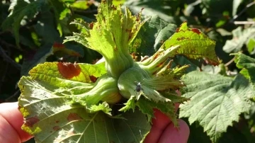 Ordu’da fındık toplama işçi ücreti 448 TL olarak belirlendi
