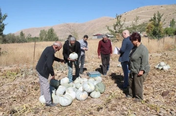 Organik Bayburt bal kabağı tarladan tezgaha tezgahtan sofraya ulaşıyor
