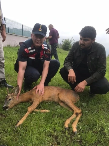 Ormanlık alanda yaralı bulunan karaca tedavi altına alındı
