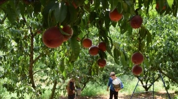 Osmaneli şeftalisi yurt dışından da talep görüyor