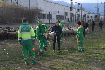 Osmangazi zabıtanın zor anları 