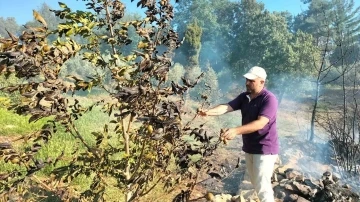 Osmaniye’de anız yangını ormana sıçradı
