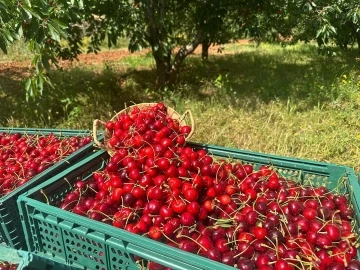 Osmaniye’de ihracatlık kiraz hasadı başladı
