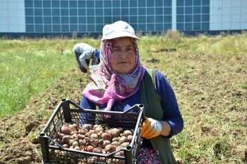 Osmanlı döneminde lale soğanı üretim merkezi olan Ladik’te yumru hasadı
