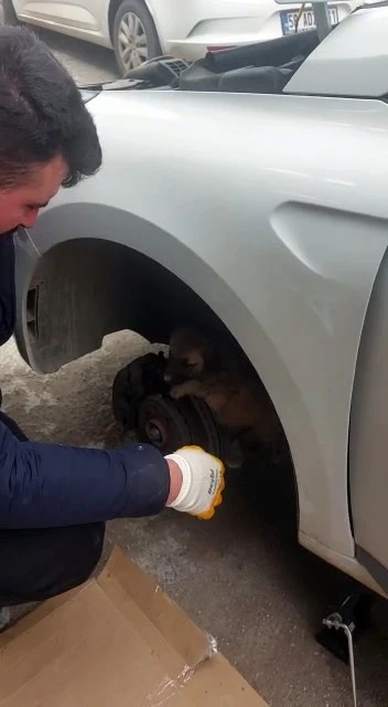 Otomobil tekerleğine sıkışan yavru kangal kurtarıldı
