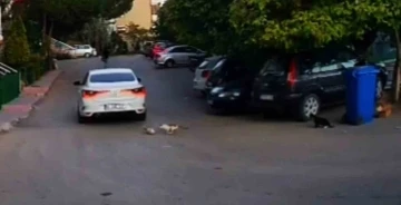 Otomobilin ezdiği kedinin yardımına diğer sokak kedileri koştu
