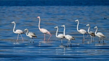 Ötücü kuğular ile göç dönemi geçen flamingolar kışı Van Gölü havzasında geçiriyor