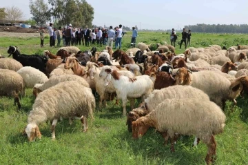 Ovadaki meralarda otlatma sezonu başladı
