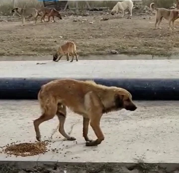 (ÖZEL) Bacağı kırılan köpeğin yardımına hayvan severler koştu
