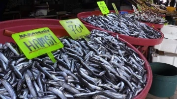 Bandırma’daki balık halinde hamsi ve istavrit bolluğu