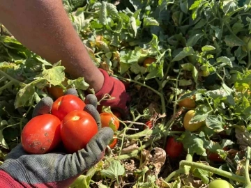 Domatese yağışlar yaradı sıcaklar ise yaktı