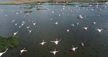 (ÖZEL) Flamingolar göç yolunda dron ile görüntülendi
