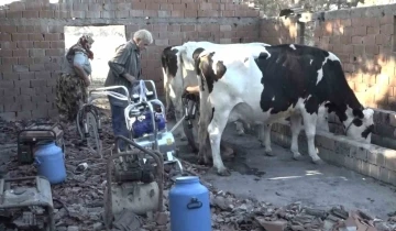 (ÖZEL) İneklerinin sütünü yanan hayvan damından başka yerde sağamıyor
