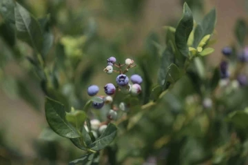 Şifa deposu yaban mersininde hasat zamanı