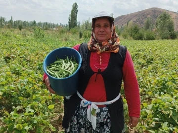 (ÖZEL) Şuhut’ta hasadı yapılan fasulye fiyatıyla üreticisinin yüzünü güldürdü
