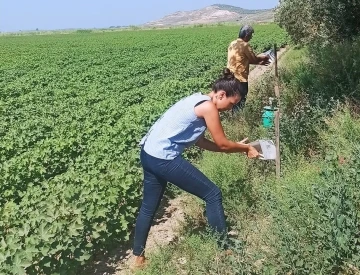 Pamuk üreticilerine “arazi taraması” çağrısı
