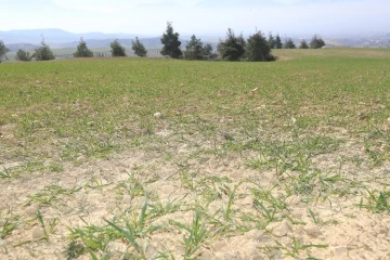 Pamukkale Belediyesi çiftçilere tohum ve yem desteğine hazırlanıyor
