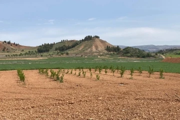 PAÜ Ziraat Fakültesi ilk fidan tüpleme işlemini gerçekleştirdi