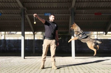 Polisin en büyük destekçisi dedektör köpekler
