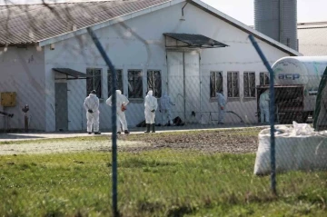 Polonya’da kuş gribi alarmı: 37 bin ördek itlaf edilecek
