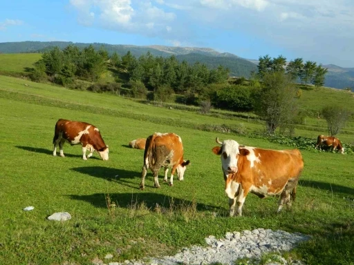 Posof’ta üç mevsim bir arada
