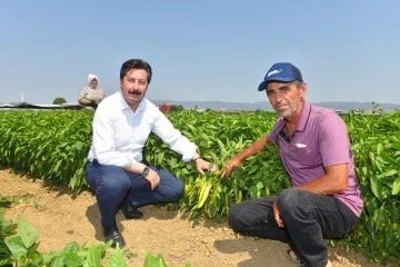 &quot;Bursa Yenişehir biberinin marka değerini arttıracağız&quot;