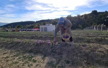 &quot;Dünyanın en pahalı baharatı&quot; safranın hasadı yapıldı
