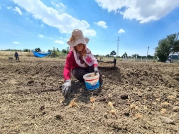 &quot;Dünyanın en pahalı baharatı&quot; toprakla buluştu
