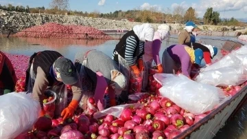 &quot;Kırmızı altın&quot; turp hasadı başladı
