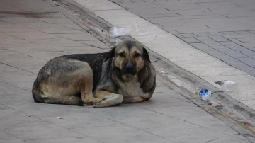 &quot;Kuduz hastalığı ölümcül olabilir&quot;
