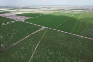 Rekolte için doğru ilaçlama ve sulama önerisi
