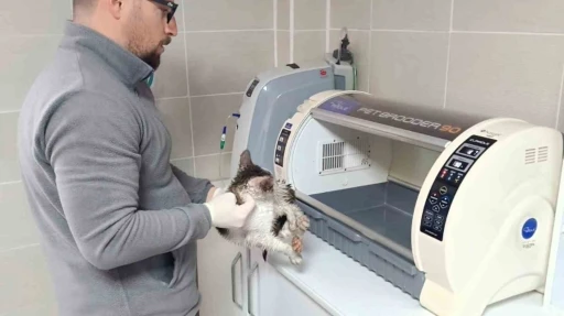 Rize’de dereden kedi kurtarma operasyonu
