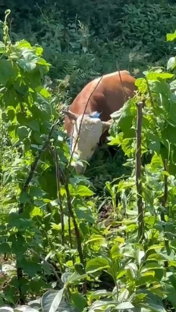 Rize’de kaçan kurbanlık sahiplerine zor anlar yaşattı
