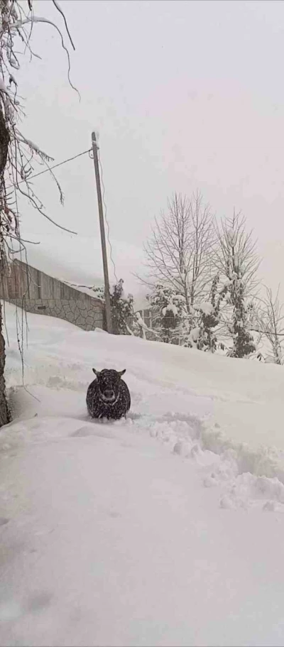 Rize’de kışlık ahırından kaçan boğa yazlığında bulundu
