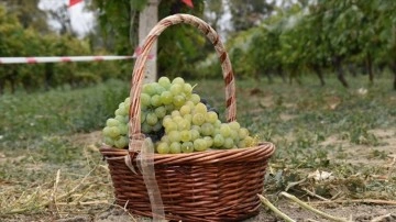 Safranbolu'da tescilli ürünler arasına giren "çavuş üzümü"nün belgesi alındı