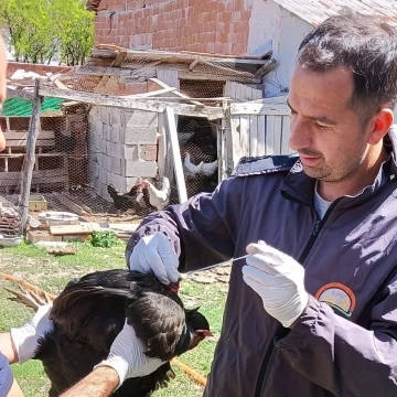 Sağlıklı yumurta üretimi çalışmaları devam ediyor
