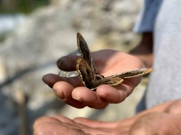 Saha çalışmasında bulduğu kelebek ilgi odağı oldu
