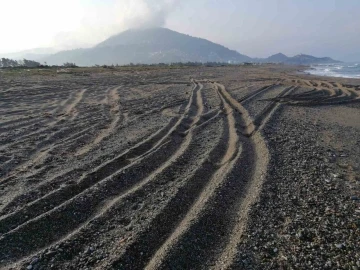 Sahil magandalarına caretta caretta  ve kum zambağı uyarısı
