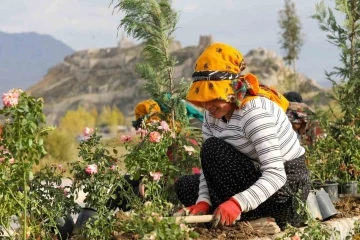 Sahil Yolu’nda peyzaj ve ağaçlandırma çalışmaları sürüyor
