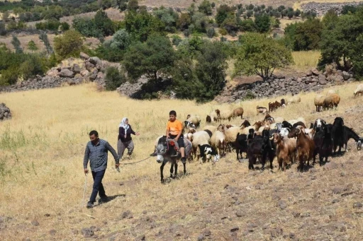 Şahinbey Belediyesi’nin destekleri ile hayvan yetiştiriciliği arttı
