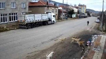 Sahipsiz köpeklerin saldırısıyla yaralanan kadının yaşadıkları güvenlik kamerasında