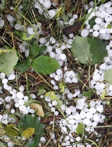 Sakarya’da dolu yağışı etkili oldu, tarım arazileri zarar gördü
