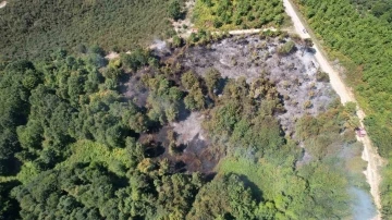 Sakarya’da korkutan orman yangını
