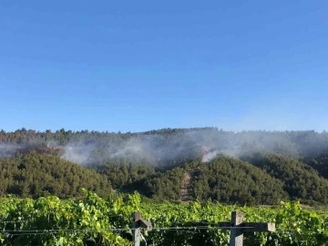 Sakarya’da ormanlık alanda çıkan yangına havadan ve karadan müdahale
