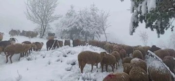 Sakarya’da yüksek kesimlerde kar yağışı etkili oluyor
