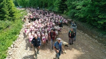 Sakarya'da yaylacıların renkli göç yolculuğu başladı