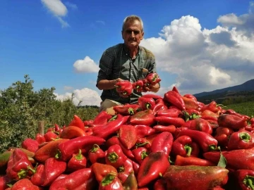 Salihli’de kapya biber bereketi
