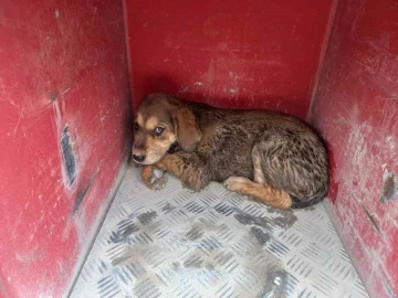 Samandağ’da çukura düşen köpek kurtarıldı
